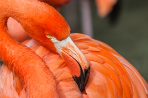 Roland Seichter Fotografie - Flamingo